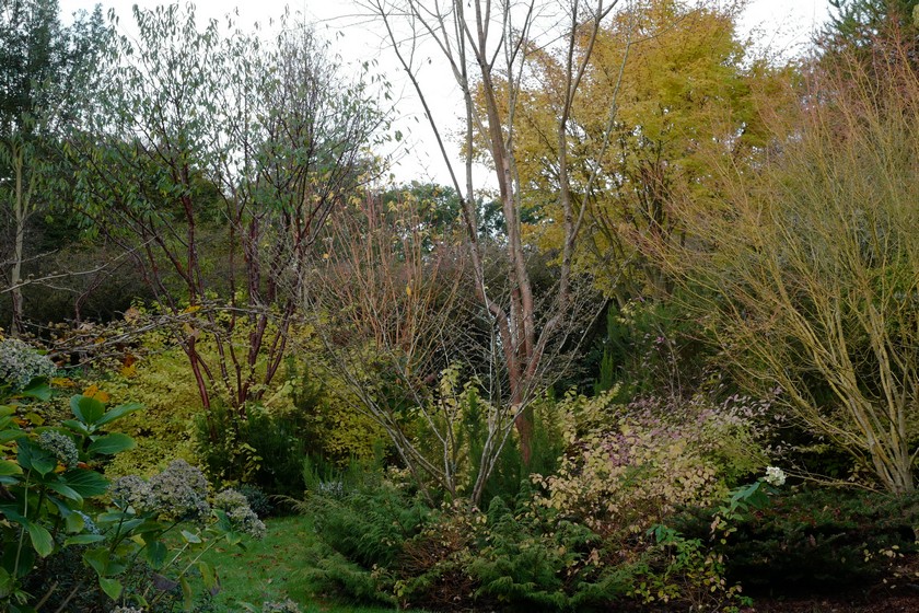 Acer palmatum 'Bi-hoo'