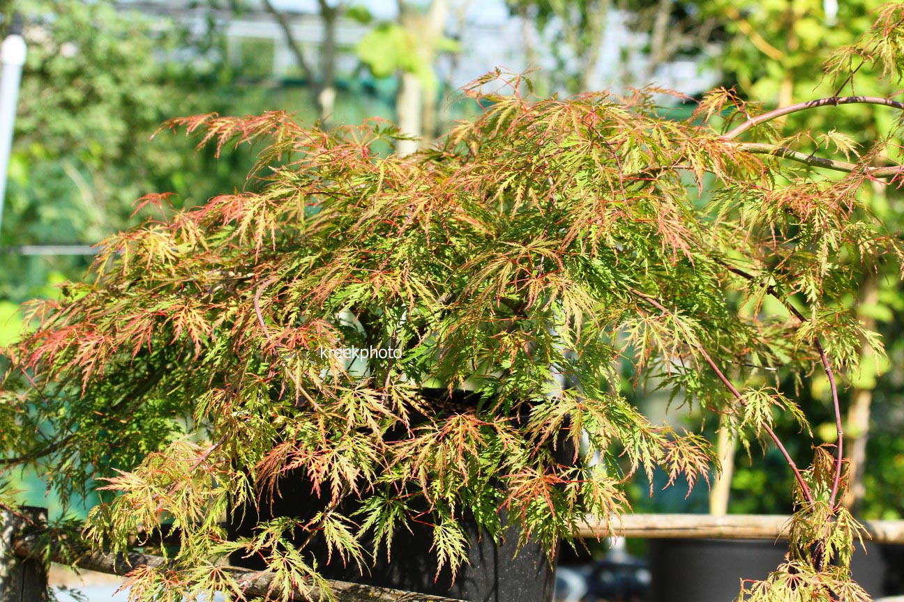 Acer palmatum 'Birthday Wishes'