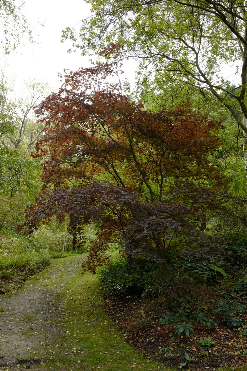 Acer palmatum 'Bloodgood'