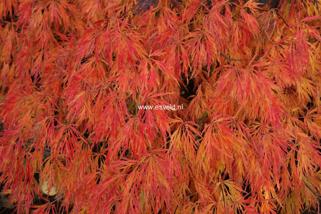Acer palmatum 'Bronzewing'