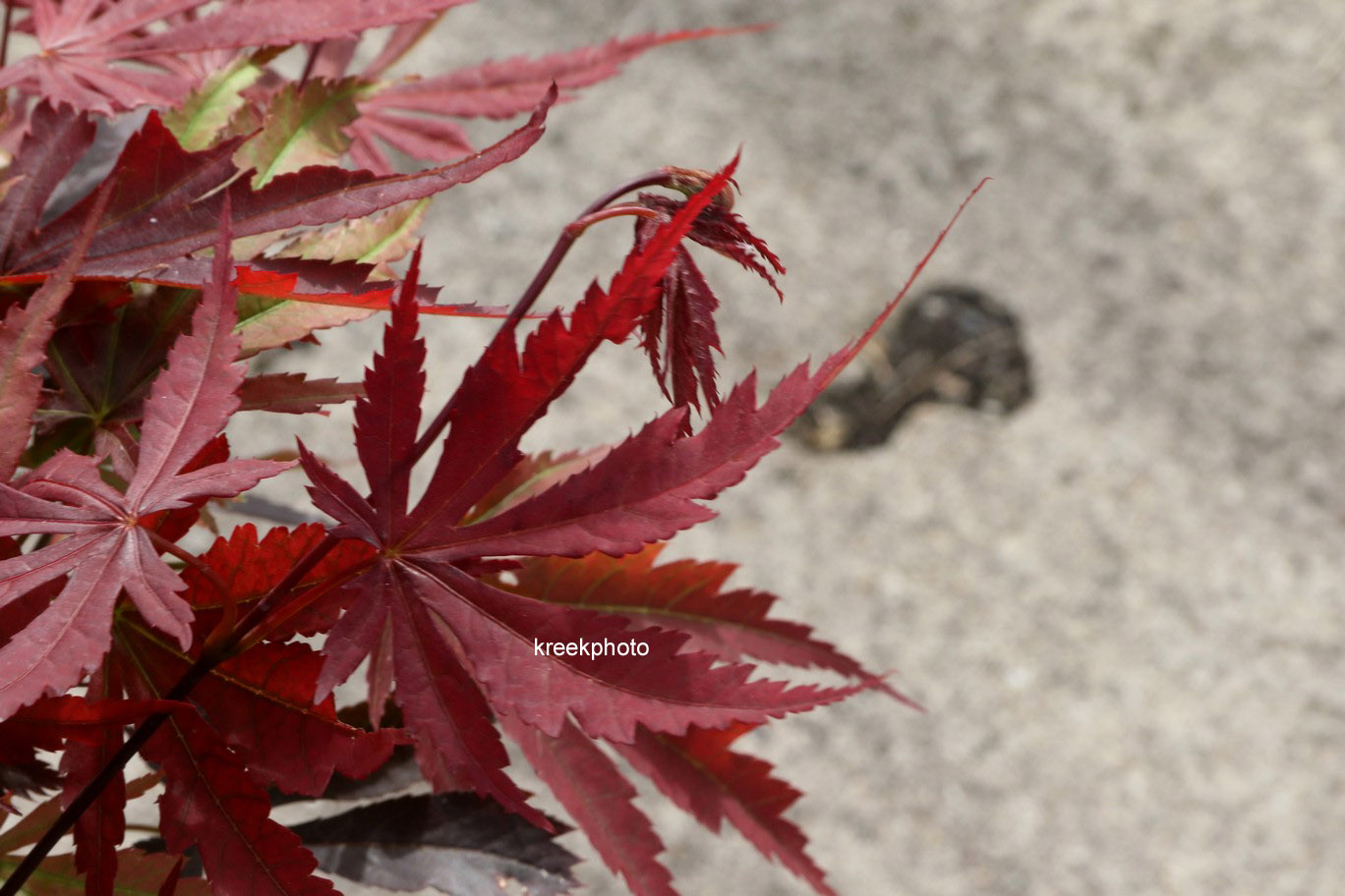 Acer palmatum 'Bujo-ji'