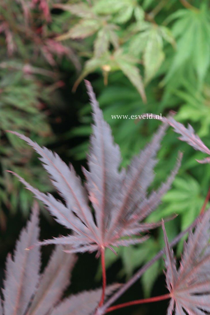 Acer palmatum 'Bultinck'