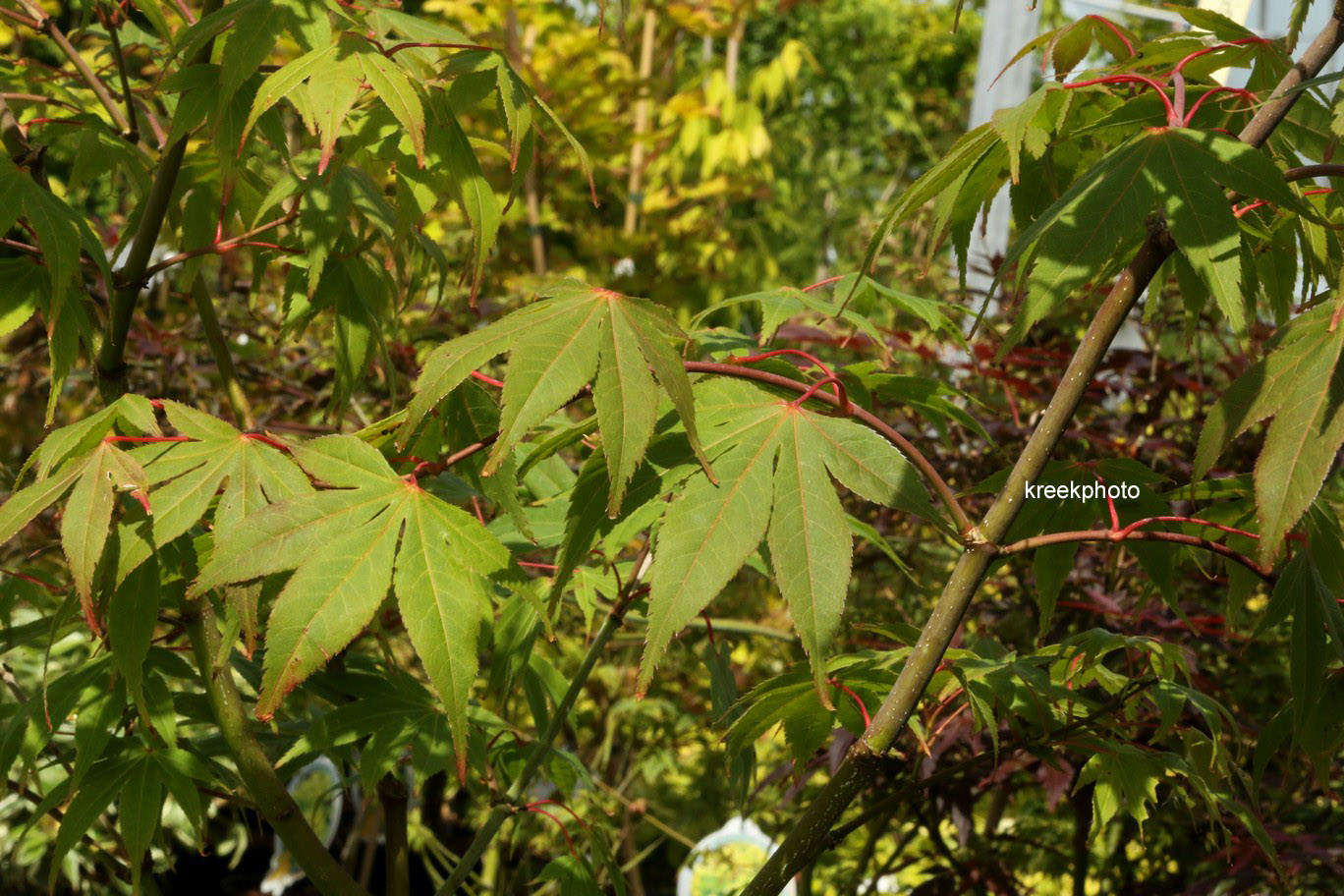 Acer palmatum 'Bump's Red Seed'