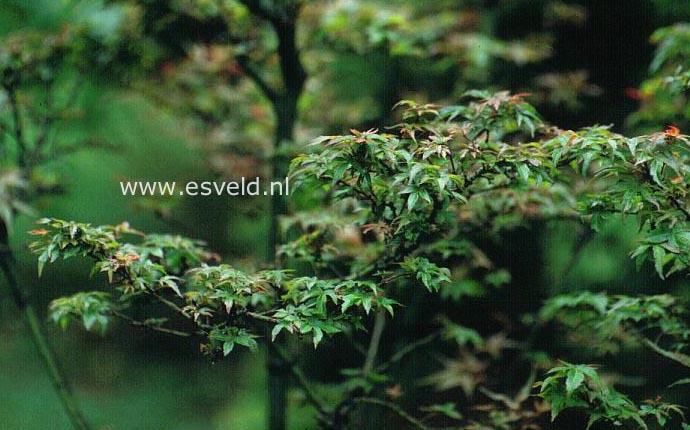 Acer palmatum 'Captain McEacharn'