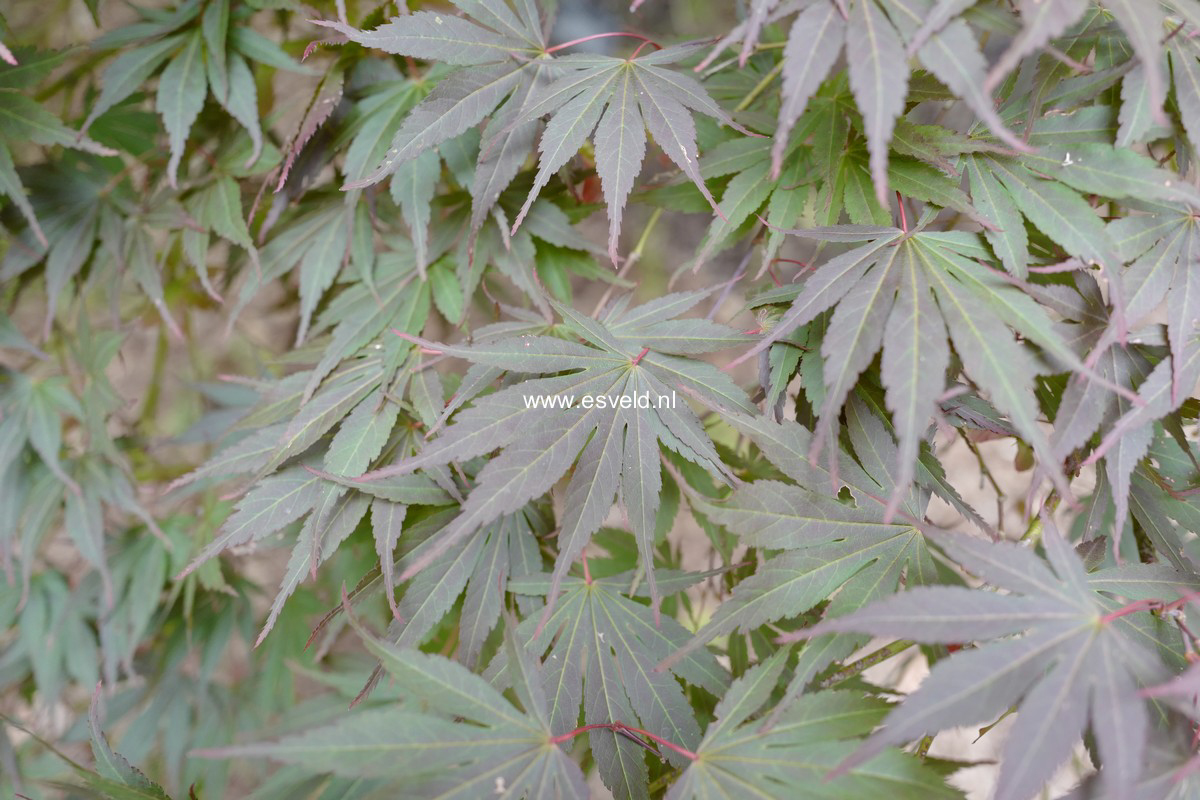 Acer palmatum 'Chirimen-nishiki'