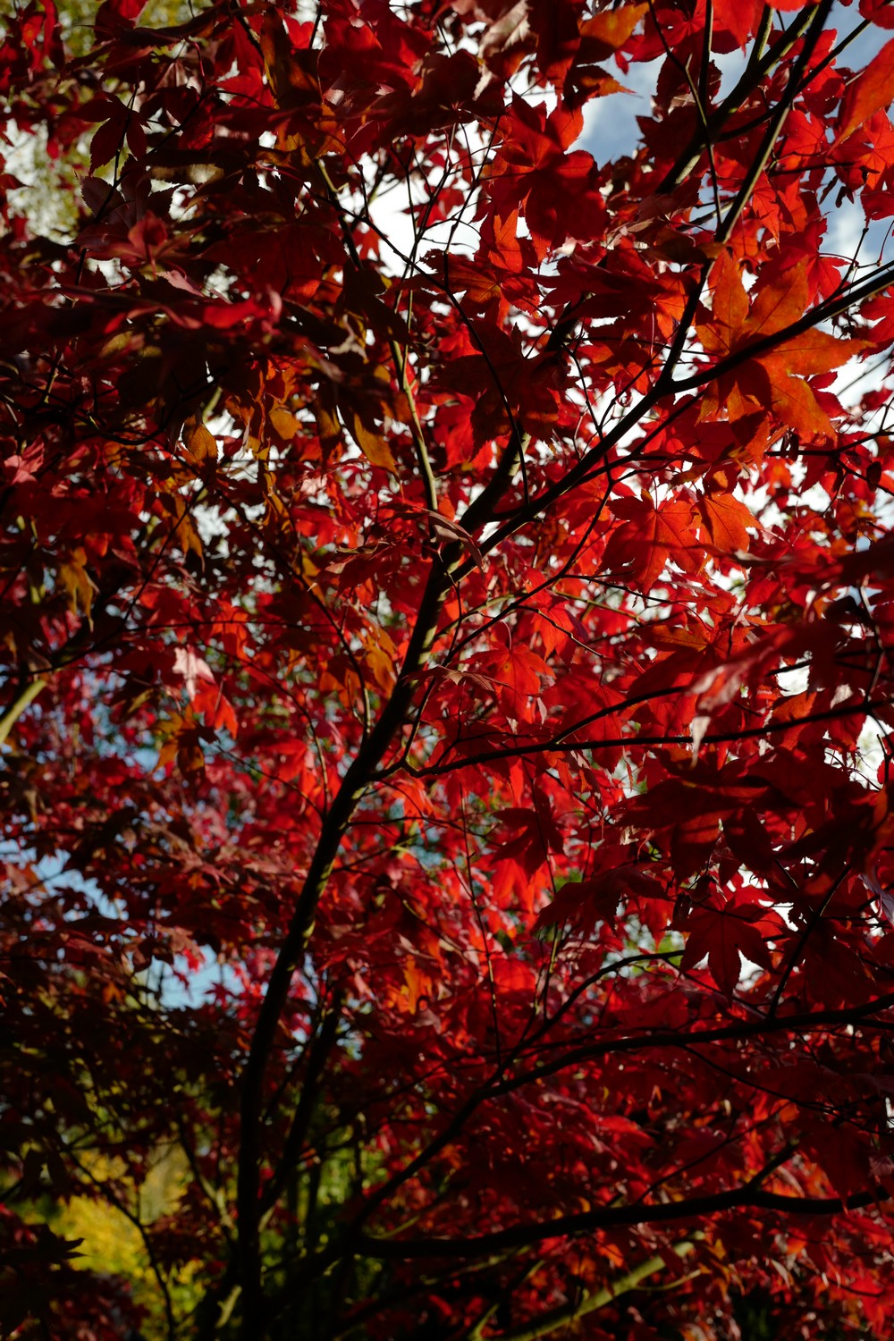 Acer palmatum 'Chitose-yama'