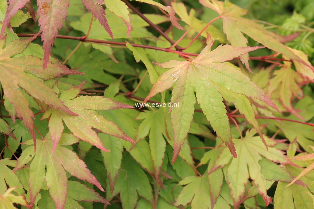 Acer palmatum 'Chūgū-ji'