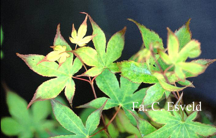 Acer palmatum 'Chuzen-ji'