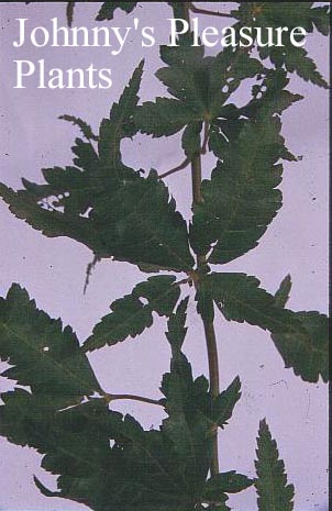 Acer palmatum 'Crumple Leaf'