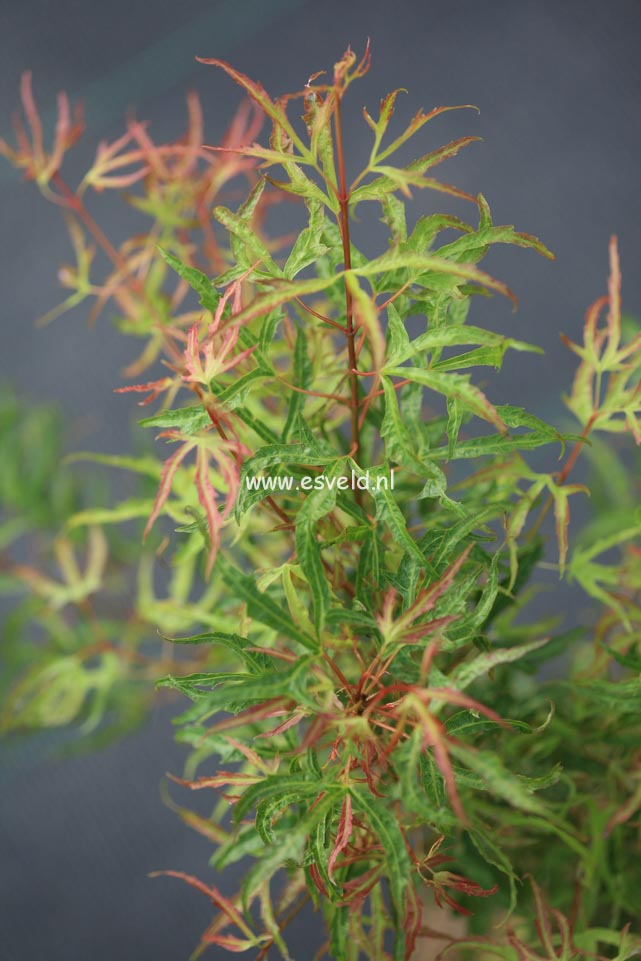 Acer palmatum 'Cynthia's Crown Jewel'