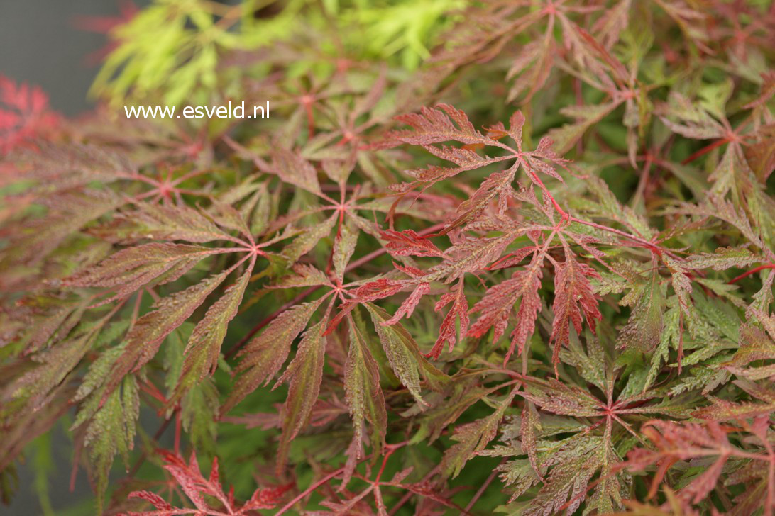 Acer palmatum 'Dai'