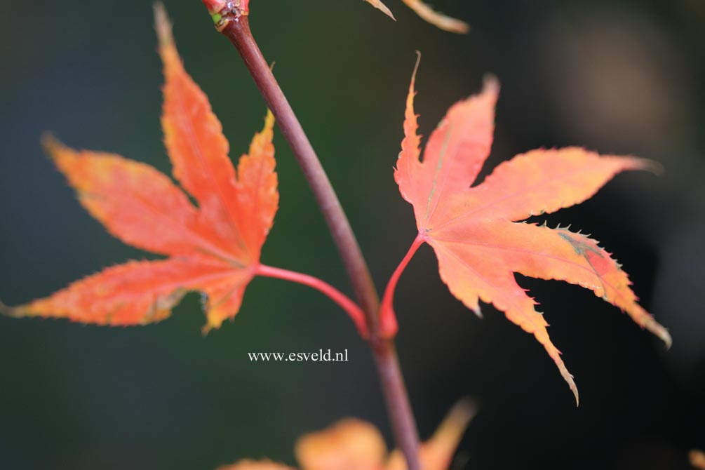 Acer palmatum 'Daiji-sen'