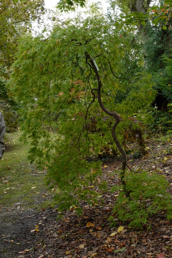 Acer palmatum 'Dissectum Flavescens'