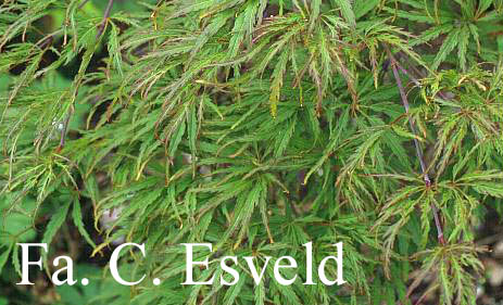 Acer palmatum 'Dissectum Paucum'