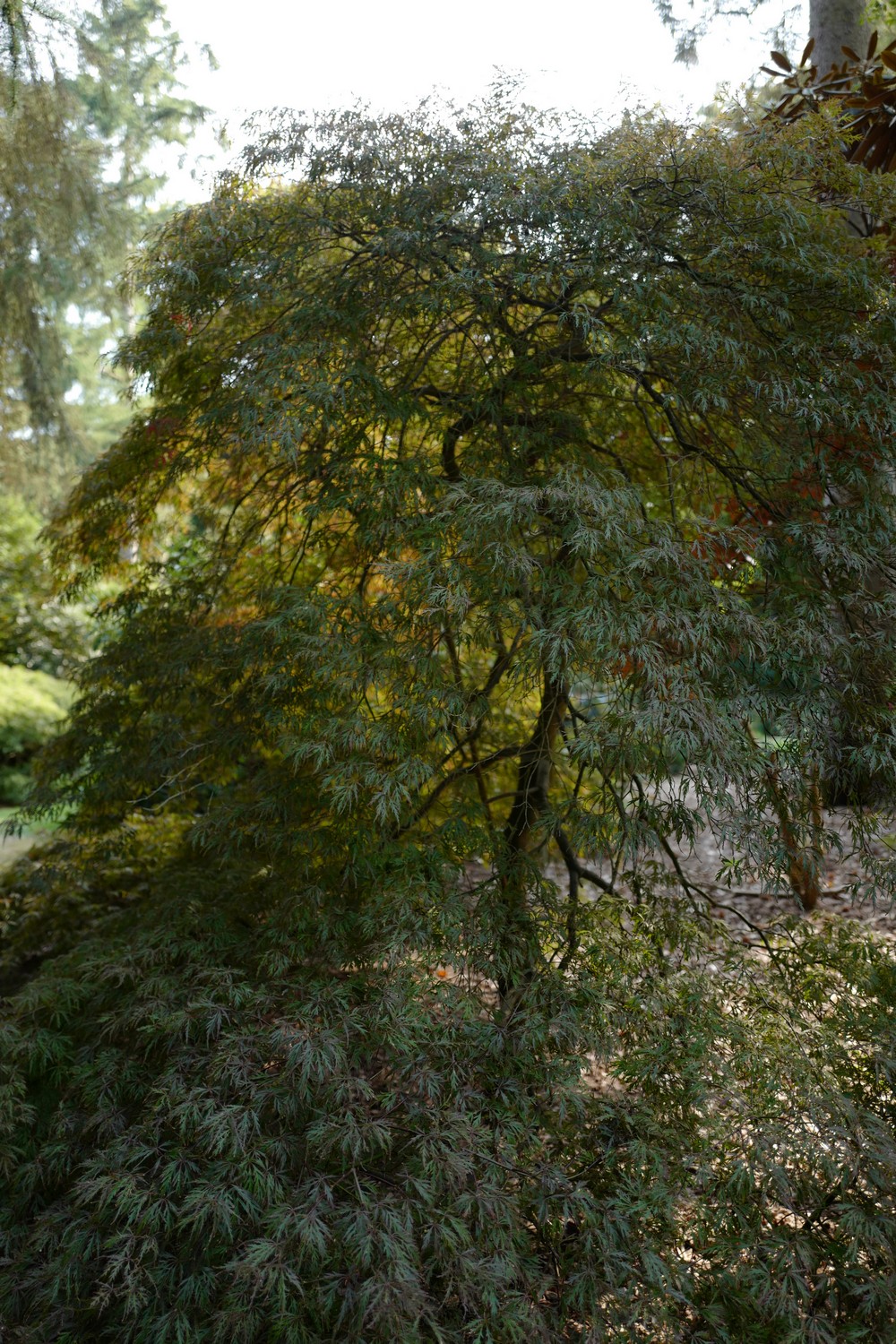Acer palmatum 'Dissectum Rubrum'