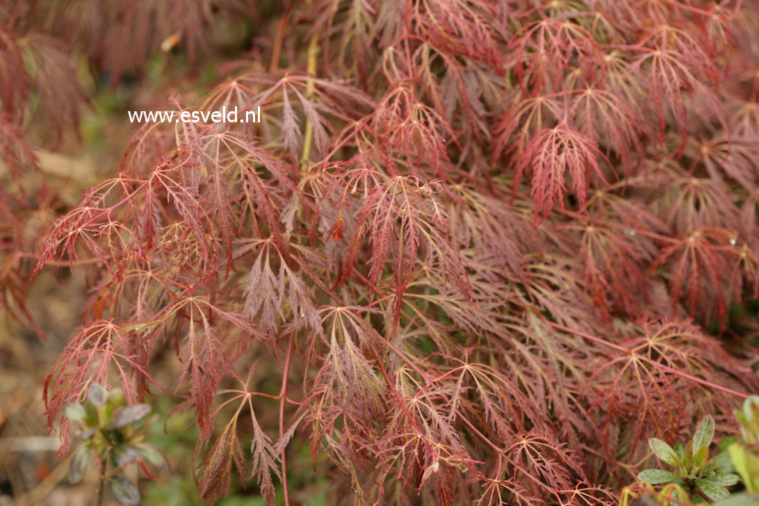 Acer palmatum 'Dr. Baker'