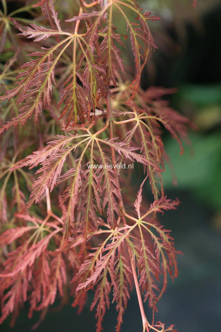 Acer palmatum 'Dr. Brown'
