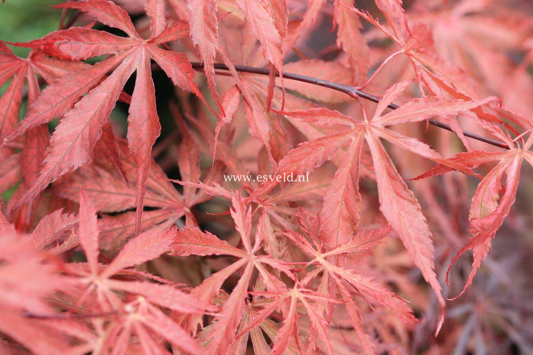 Acer palmatum 'Earthfire'