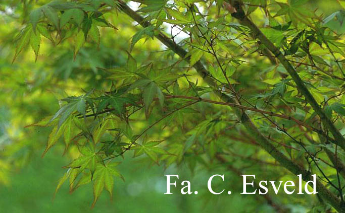 Acer palmatum 'Eddisbury'