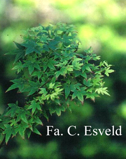 Acer palmatum 'Eimini'