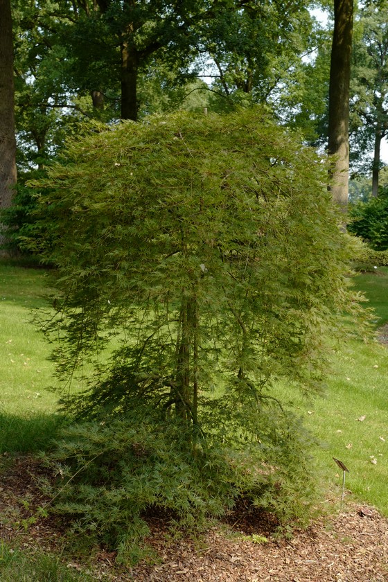 Acer palmatum 'Emerald Lace'
