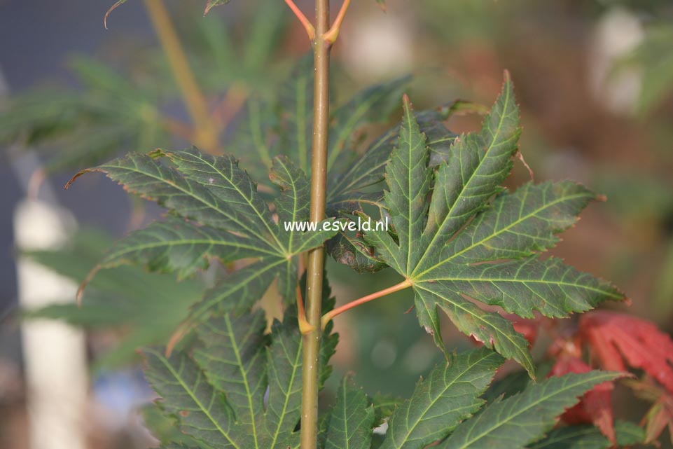 Acer palmatum 'Ever Autumn'