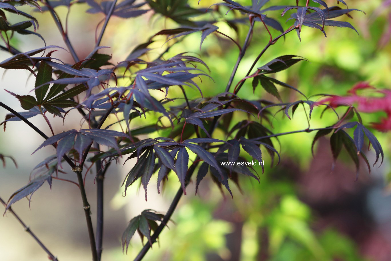 Acer palmatum 'Ezell's Red'