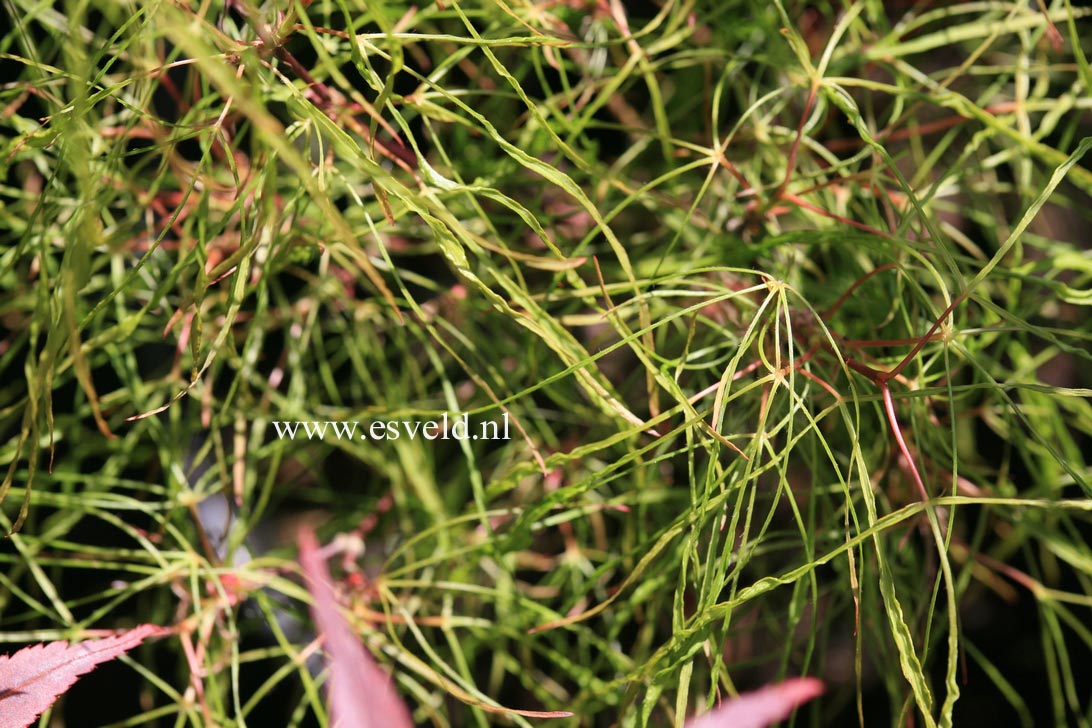 Acer palmatum 'Fairy Hair'