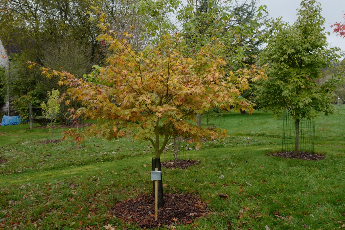 Acer palmatum 'Fior d'Arancio'