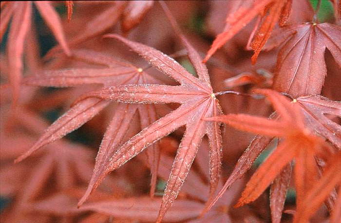 Acer palmatum 'Flushing'
