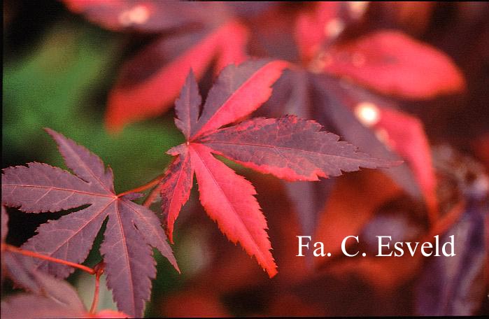Acer palmatum 'Fujinami-nishiki'