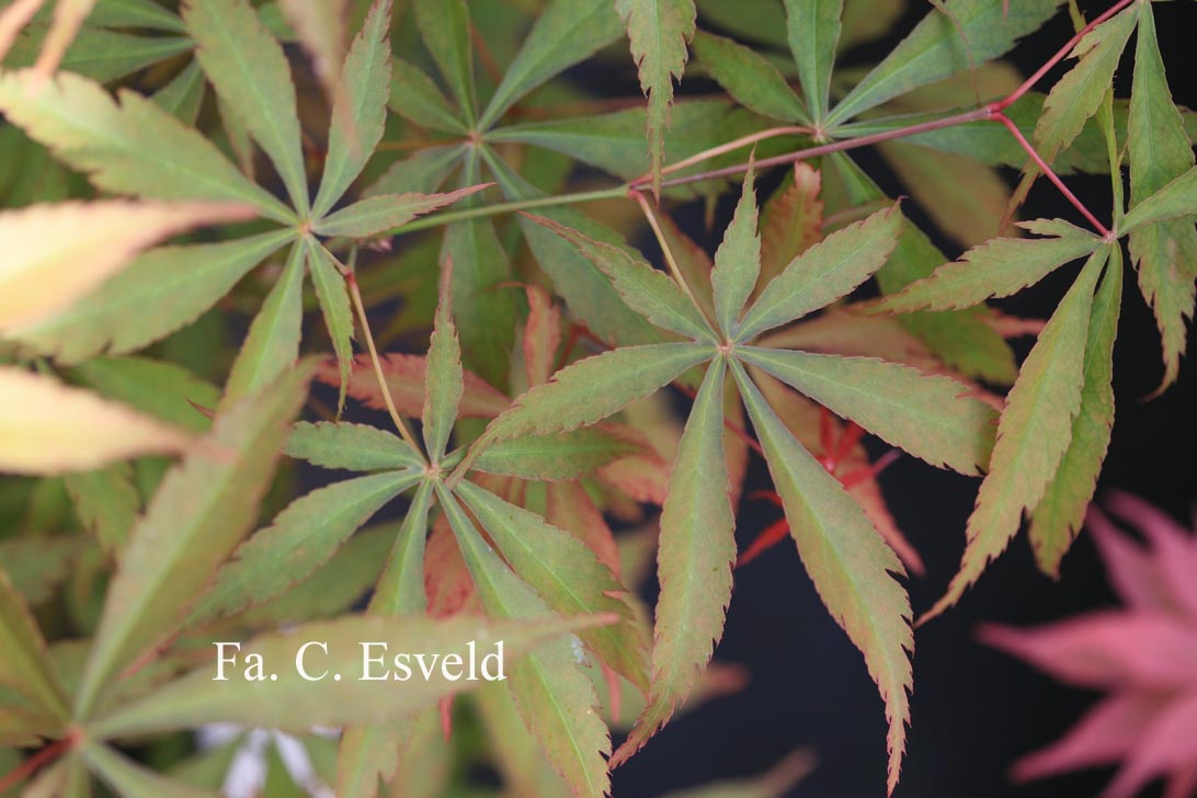 Acer palmatum 'Fukui'