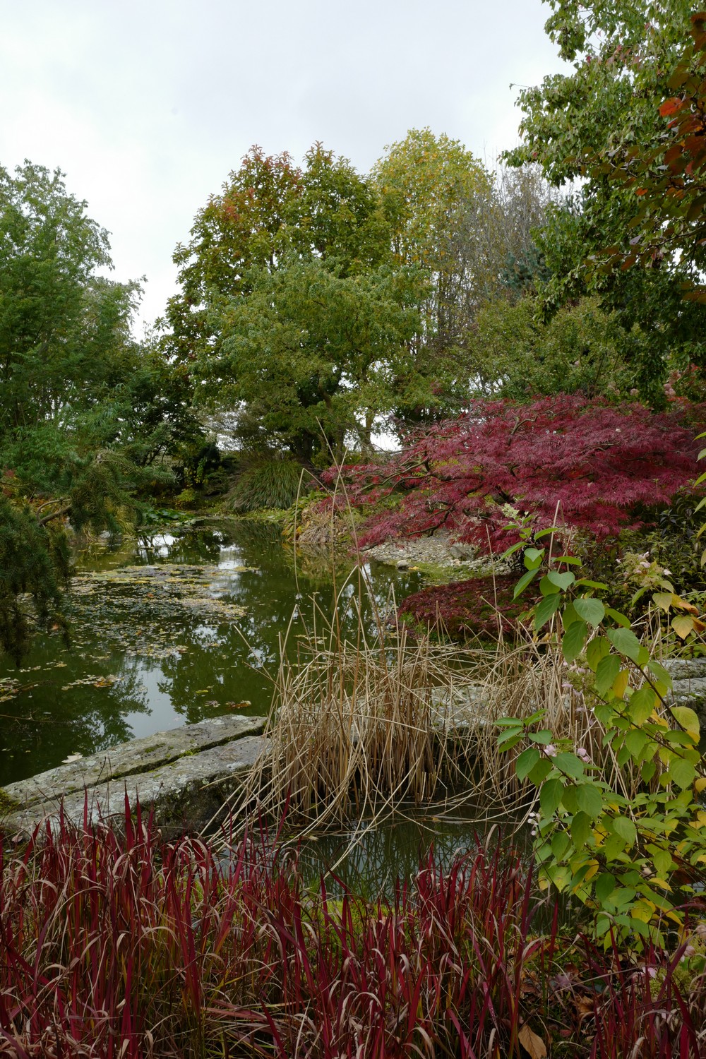 Acer palmatum 'Garnet'