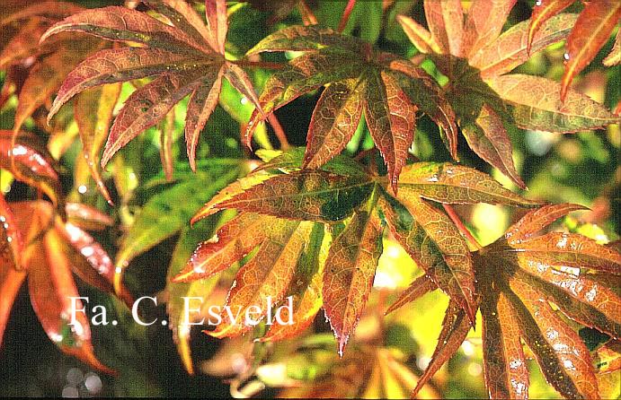 Acer palmatum 'Geisha'