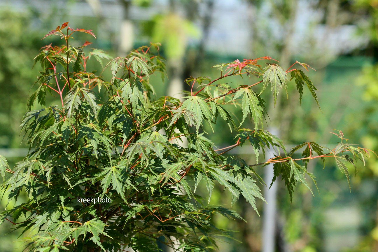 Acer palmatum 'Gene's Dissectum'