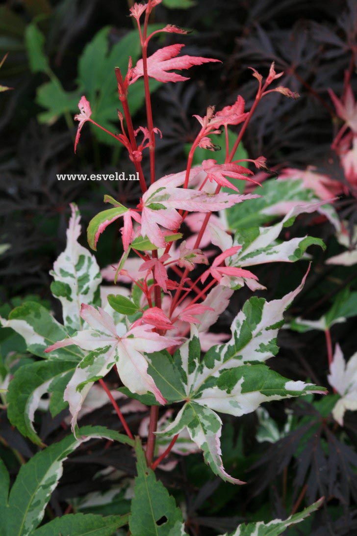 Acer palmatum 'Ginga'