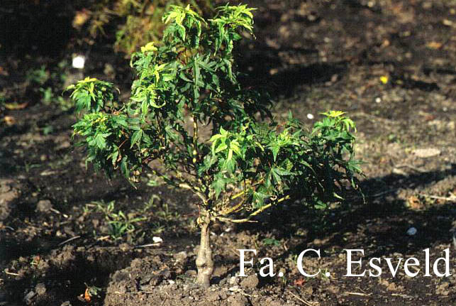 Acer palmatum 'Globosum'