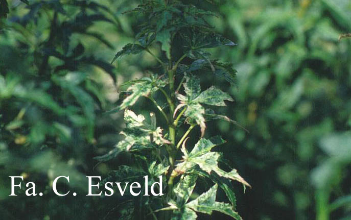 Acer palmatum 'Goshiki-kotohime'