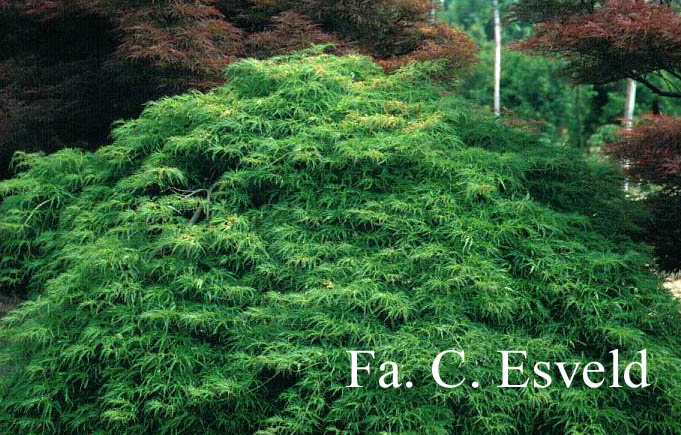 Acer palmatum 'Green Lace'