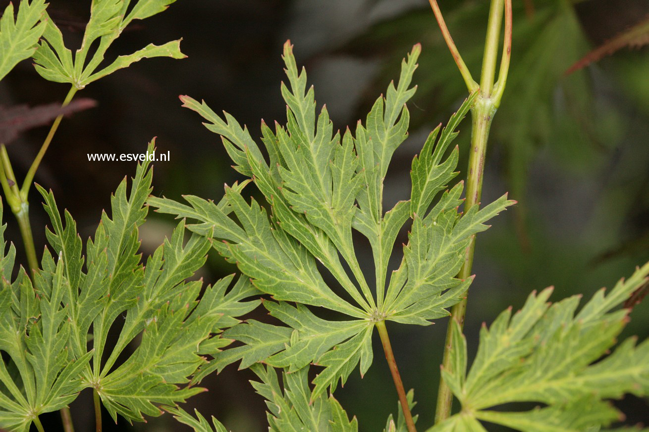 Acer palmatum 'Green Snowflake'