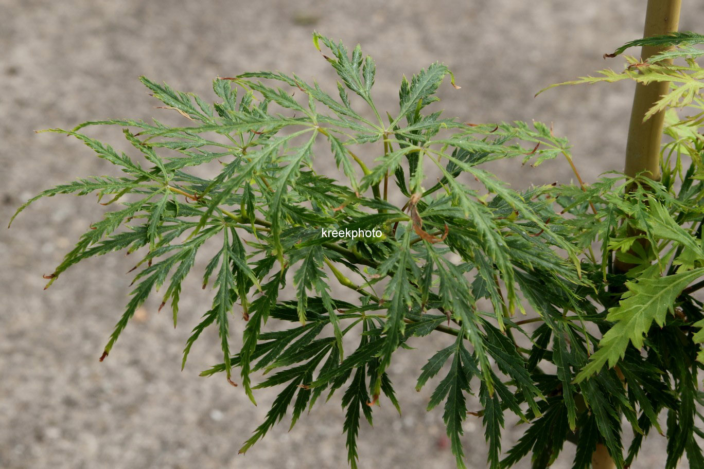 Acer palmatum 'Green Spider'