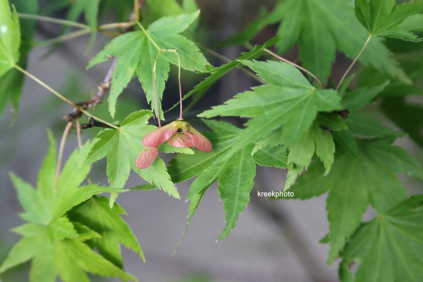 Acer palmatum 'Haibara'