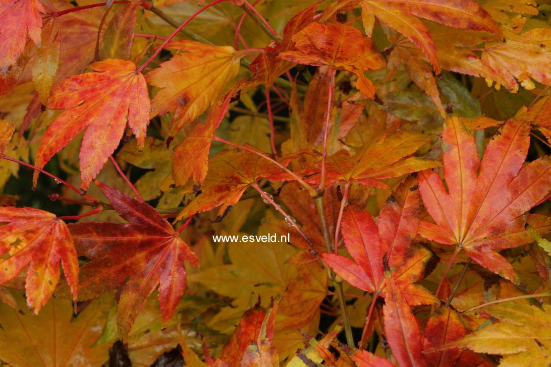 Acer palmatum 'Hakodate-yama'