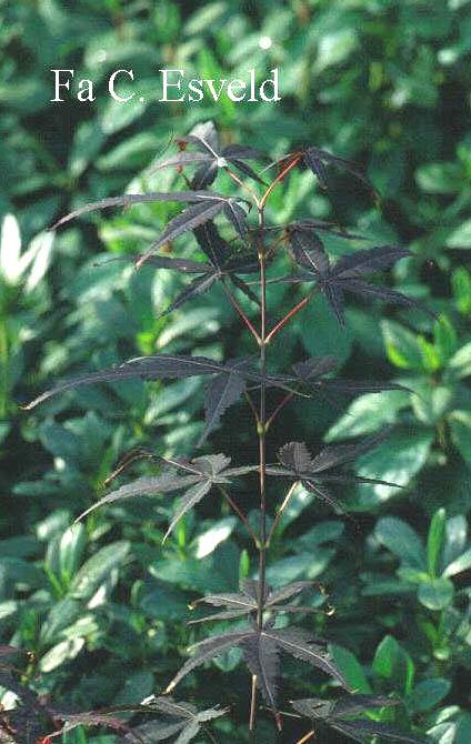 Acer palmatum 'Hama-otome'