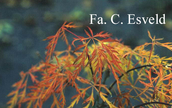 Acer palmatum 'Hanzell'