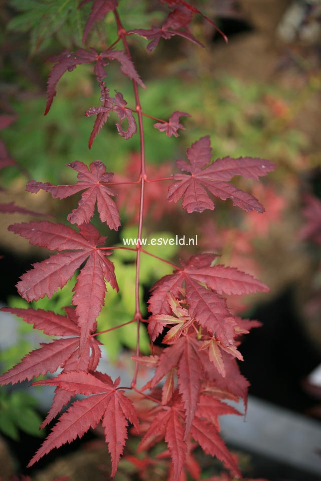 Acer palmatum 'Harold Seedling'