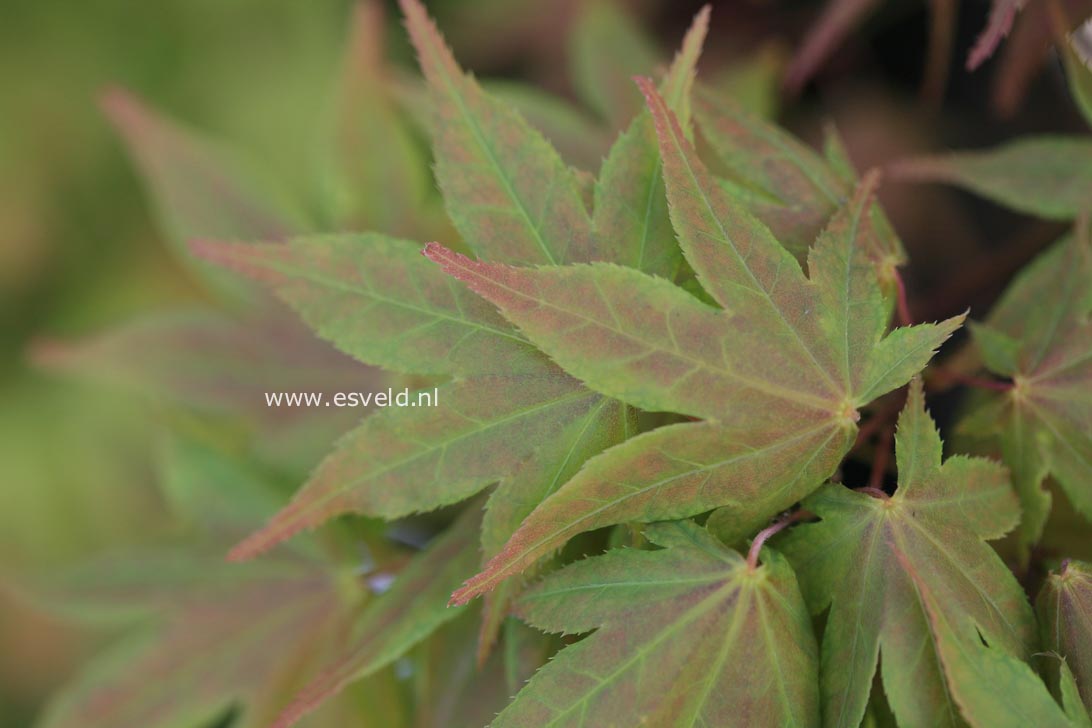 Acer palmatum 'Hatsu-shigure'