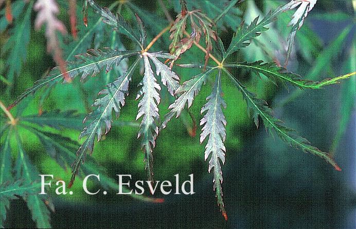 Acer palmatum 'Heartbeat'
