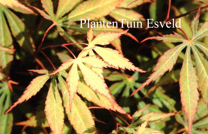 Acer palmatum 'Heiwa'
