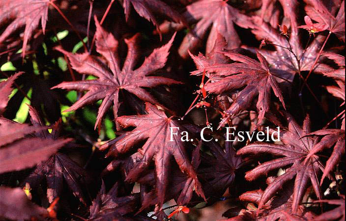 Acer palmatum 'Hemelrijk'